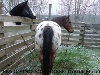 SEARCHING FOR HORSE Dream Maker,  Near Cumberland, VA, 23040